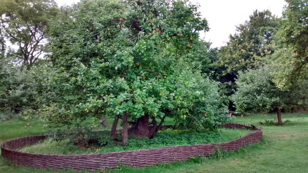 Newton's famous apple tree